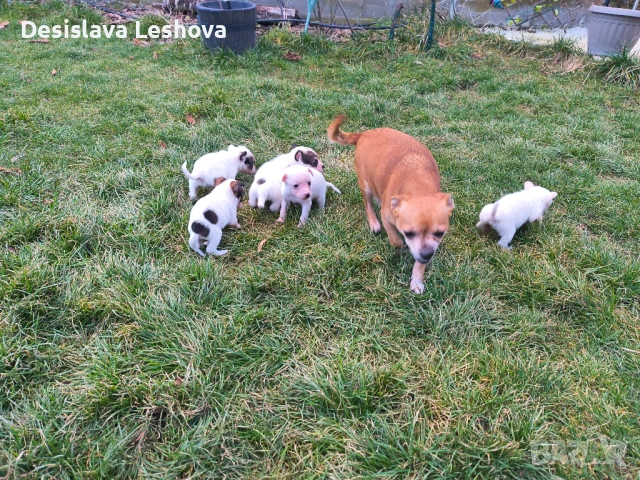 Тези малки сладури си търсят дом :), снимка 6 - Чихуахуа - 53519919