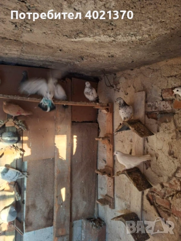 Типлери и мардини, снимка 3 - Гълъби - 53150062