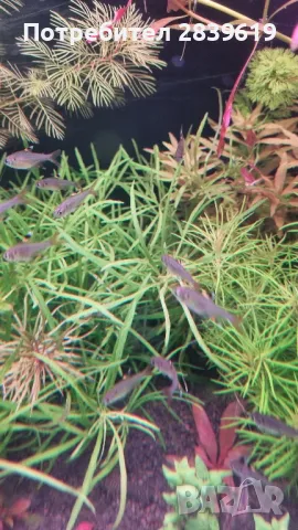 Аквариумни растения , снимка 10 - Други - 48767245