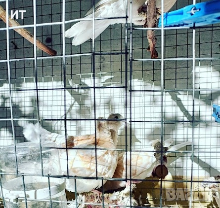 Продавам гургулици скумрийки ( скумурутки )