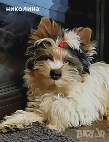 продавам йоркширски териери , снимка 8 - Йоркширски териер - 53470966