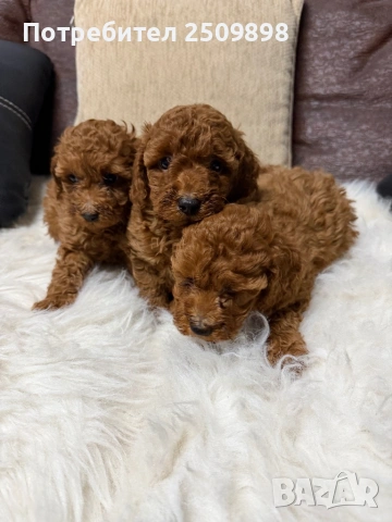 Пудел той , снимка 5 - Пудели - 53465548