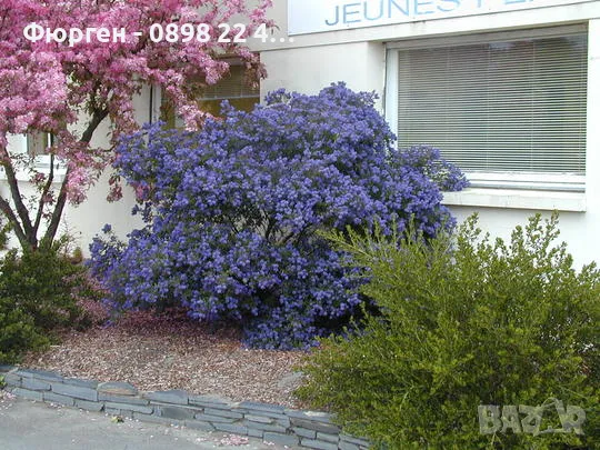 Цеанотусът (Ceanothus) или калифорнийският люляк Налични 3 вида, снимка 7 - Разсади - 49943995