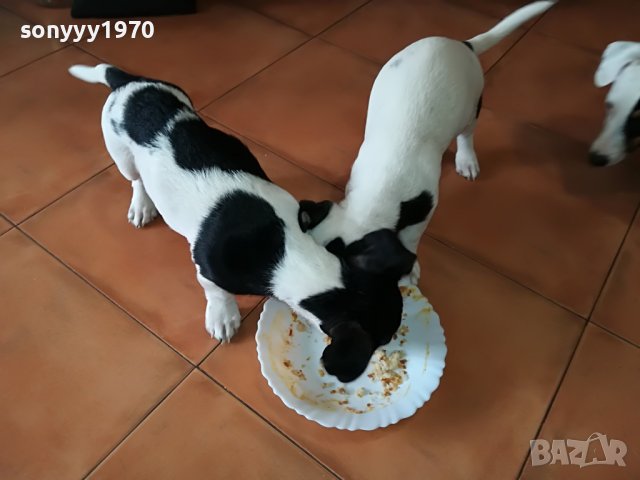 ДЖАК-МОМИЧЕ 6 МЕСЕЦА 0305221616, снимка 6 - Джак ръсел териер - 36645526