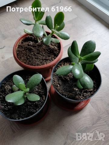 Дървото на живота ! , снимка 2 - Стайни растения - 48877236