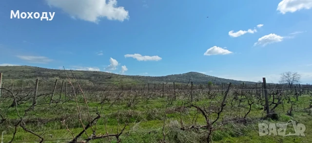 Лозе Мерло село Карабунар, местност Водниците 6,800 декара(1/2 от 13,601 декара), снимка 3 - Земеделска земя - 51342807