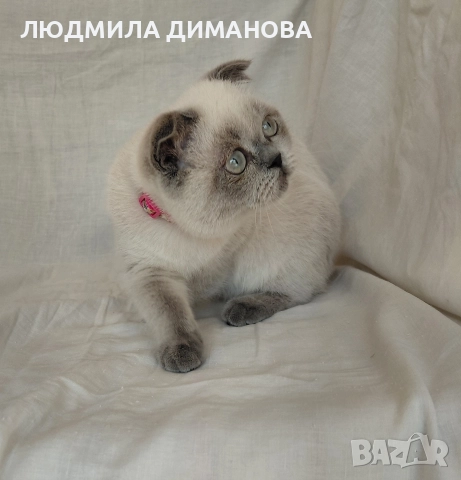 Шотландско момиче със сини очи. , снимка 8 - Британска късокосместа - 52646655