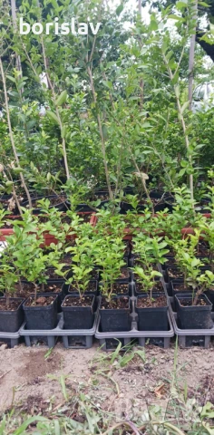 Лигуструм в контейнер, снимка 3 - Градински цветя и растения - 50918872