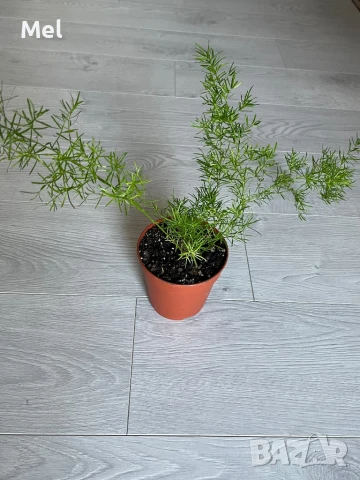 Asparagus Sprengeri/ Аспарагус шпренгери, снимка 6 - Стайни растения - 50738767