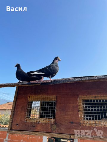 донеци.акмани