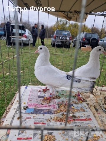 Продавам 2чифта   бемкалии и2 женски, снимка 4 - Гълъби - 52342581