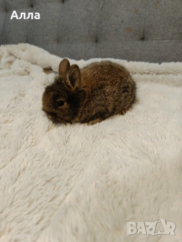Декоративни зайчета, ангора, снимка 8 - Декоративни зайчета - 53088198
