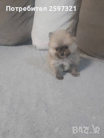 Померан, снимка 7 - Померан - 52435903