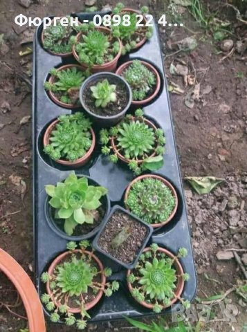 Дебелец - Скална роза, снимка 2 - Разсади - 43039376