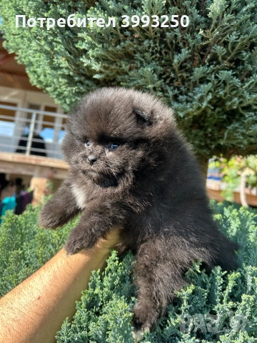 Мини померани , снимка 10 - Померан - 44295316