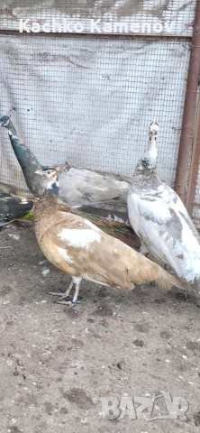 пауни, снимка 4 - други­ - 53406703