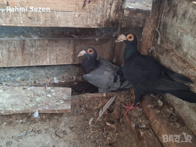 Гълаби кариери , снимка 5 - Гълъби - 52179691