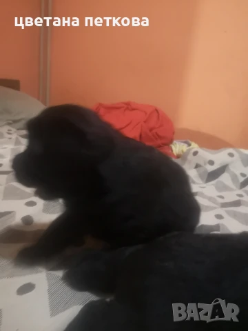 Немска овчарка и голдън ретривър , снимка 6 - Немска овчарка - 51043721