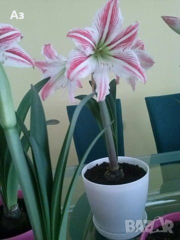 Продавам цветя Амарилис, преди цъфтеж - бели с червени ивици, снимка 12 - Стайни растения - 43359621