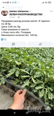 Приемам поръчки за разсад 2026г , снимка 2 - Разсади - 53216709