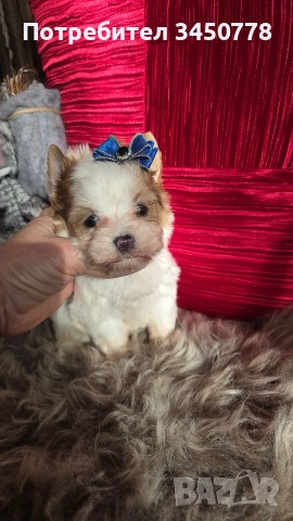 ексклузивен бял йоркшир, снимка 6 - Йоркширски териер - 52910687