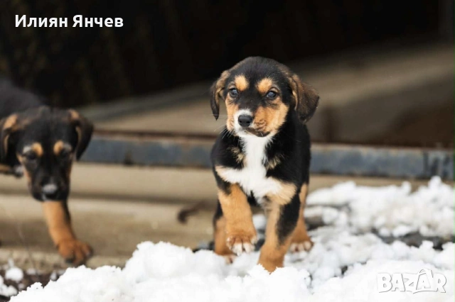 Подарявам гончета , снимка 6 - Гонче - 53261654