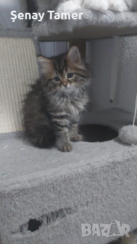 Сибирски котенца, снимка 2 - Сибирски - 52258702