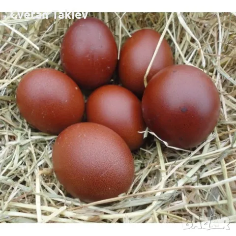 Яйца от Маран, няколко цвята , снимка 12 - Кокошки и пуйки - 49225794