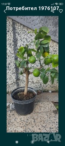 лимон,зелен лимон лайм,кумкуат, снимка 7 - Градински цветя и растения - 43271965