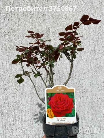 РОЗА 🌹 BOTERO® Meiafone 🌹, снимка 3 - Градински цветя и растения - 49671839