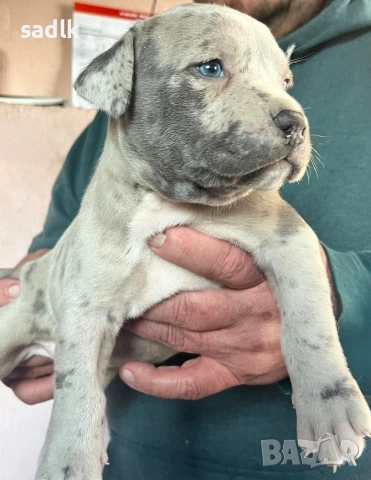 питбул блу нос мъжки и женски, снимка 7 - Питбул - 51319756