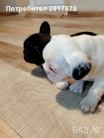 френски булдочета , снимка 2 - Френски булдог - 53405484