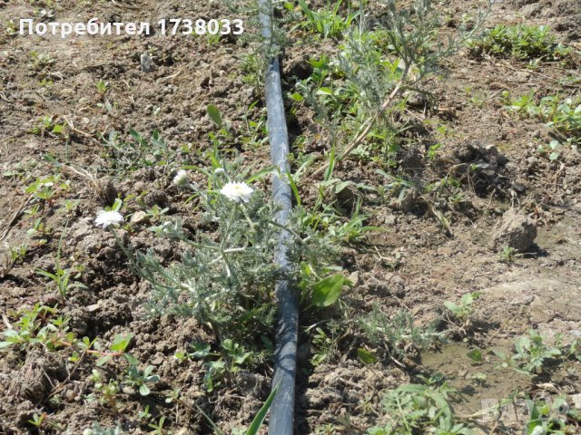 Разсад от римска лайка