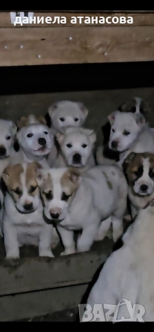 САО с родословие