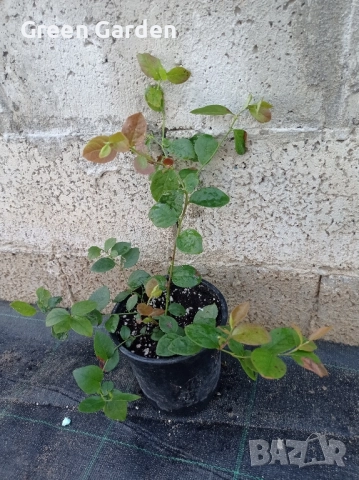 Американска боровинка 