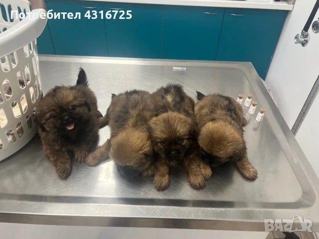 Чистокръвни пекинезчета, снимка 1