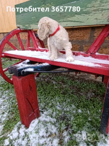 Американски кокер шпанол, снимка 5 - Кокер шпаньол - 52895644