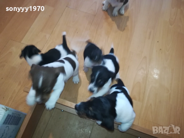 бебета-ДЖАК РЪСЕЛ 40 ДЕНА 3009252022, снимка 13 - Джак ръсел териер - 51895952