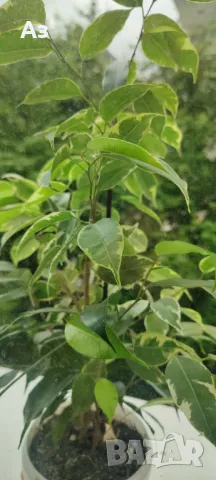 Продавам Бенджамини - различни видове, снимка 18 - Стайни растения - 46552586