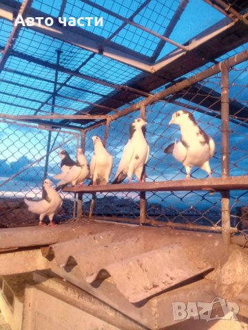 Пазарджишки  високо летци, снимка 17 - Гълъби - 37544225