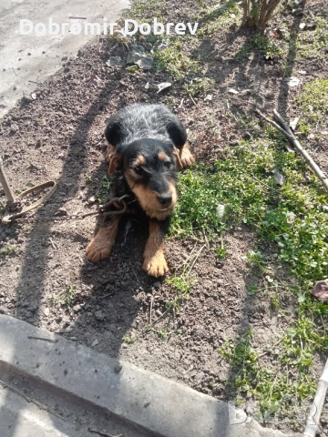 Ягтериери , снимка 3 - Ягдтериер - 51487686