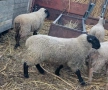 Агнета от месодайни породи и кръстоски със местни овце. , снимка 4