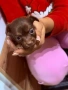 Кучета Чихуахуа Мини пинчер , снимка 12