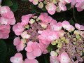 Хортензия Месалина, Hydrangea Messelina  за сянка !, снимка 1 - Градински цветя и растения - 43401747