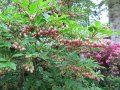 Енкиантус кампанулис/ enkianthus campanulatus, снимка 10