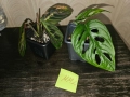 комплект Маранта + Монстера Адансониай / Maranta + Monstera Adansonii, снимка 2