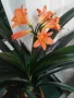 Кливия оранжева с кошничка , снимка 6