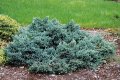Juniperus squamata 'Blue Star', Хвойна Синя Звезда, снимка 1 - Градински цветя и растения - 39479257