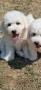Бишон фризе , снимка 4