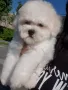 Бишон фризе, снимка 1